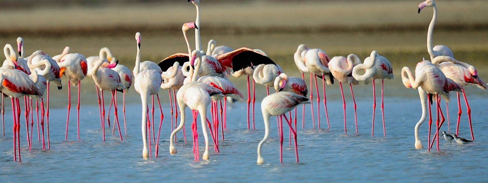 Turbulent Times Ahead: Migratory Birds at Risk?
